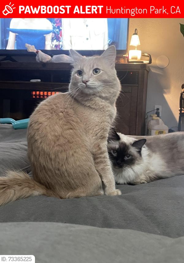 Lost Male Cat last seen Zoe and Saturn, Huntington Park, CA 90255