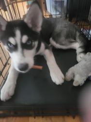 Reunited Female Dog last seen E. Milwaukee St. & Randall Ave, Janesville, WI 53545