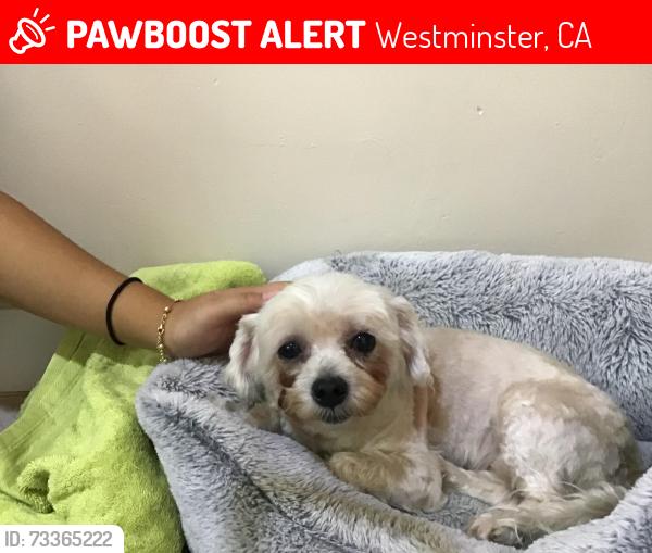 Lost Female Dog last seen Bolsa Ave, Ward St, Stern Ave, Westminster, CA 92683