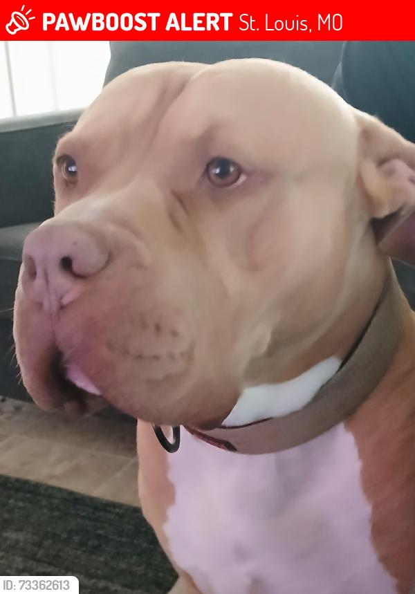 Lost Male Dog last seen Broadway and Davis, St. Louis, MO 63111