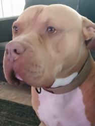 Lost Male Dog last seen Broadway and Davis, St. Louis, MO 63111