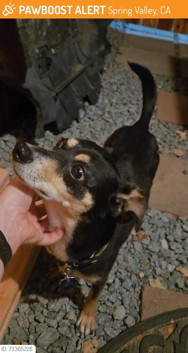 Found/Stray Female Dog last seen Carlsbad Street, Ashmore, Potrero, Spring Valley, CA 91977