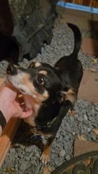 Found/Stray Female Dog last seen Carlsbad Street, Ashmore, Potrero, Spring Valley, CA 91977
