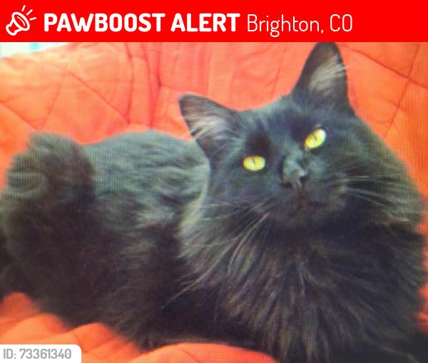 Lost Female Cat last seen Medical center Dr, Brighton, CO 80601