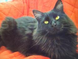 Lost Female Cat last seen Medical center Dr, Brighton, CO 80601