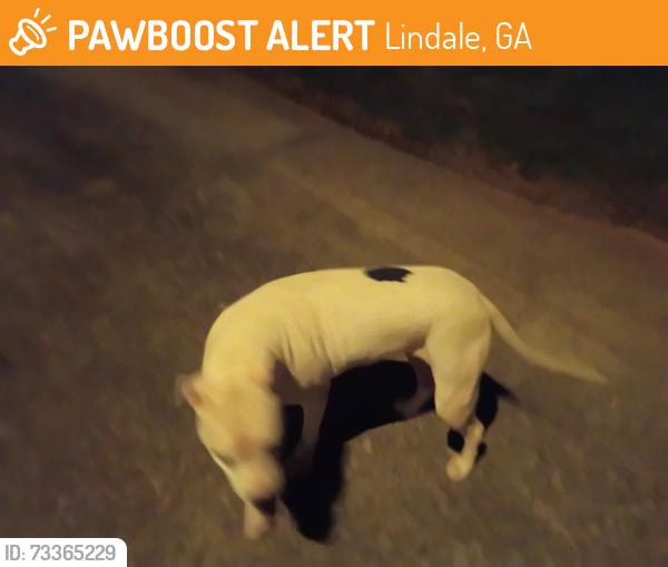 Found/Stray Female Dog last seen Booze Mountain Road, Lindale, GA 30147