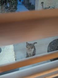 Lost Female Cat last seen hse in Santa Maria Neighborhood, 51st and Peoria, Glendale, AZ, Glendale, AZ 85302