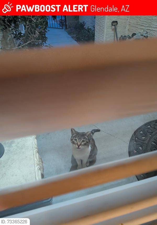 Lost Female Cat last seen hse in Santa Maria Neighborhood, 51st and Peoria, Glendale, AZ, Glendale, AZ 85302