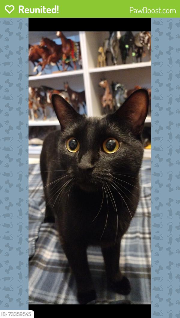 Reunited Male Cat last seen Near Old Union Ave, Church Hill, TN 37642