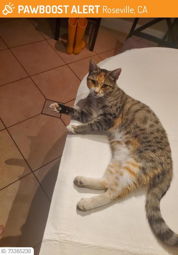 Found/Stray Female Cat last seen Nearest major cross streets are Rocky Ridge and Cirby Way. We are very close to Maidu Park and Oakmont High School, Roseville, CA 95661