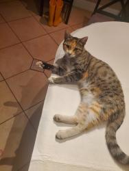 Found/Stray Female Cat last seen Nearest major cross streets are Rocky Ridge and Cirby Way. We are very close to Maidu Park and Oakmont High School, Roseville, CA 95661