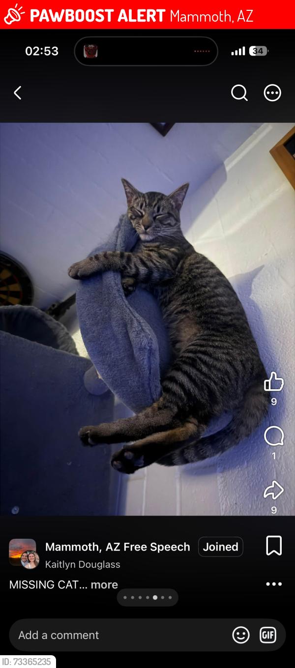 Lost Male Cat last seen Near post office, Mammoth, AZ 85618