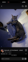 Lost Male Cat last seen Near post office, Mammoth, AZ 85618
