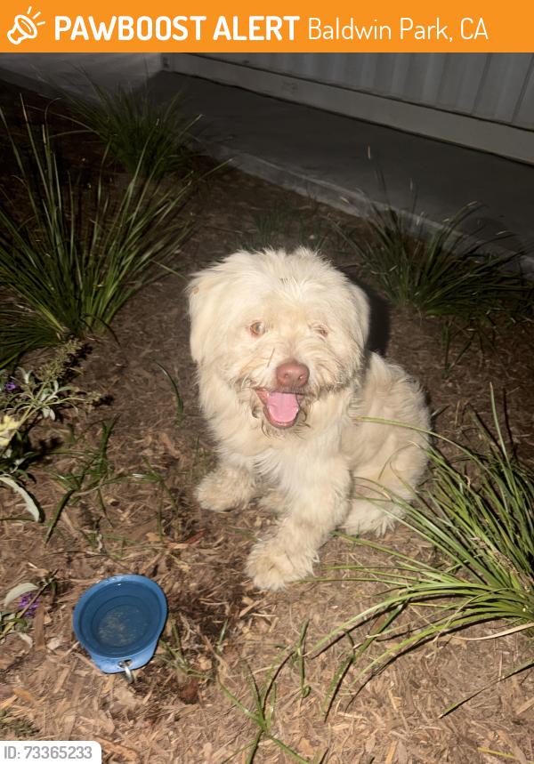 Found/Stray Unknown Dog last seen Foster Ave and Baldwin park Ave, Baldwin Park, CA 91706