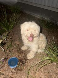 Found/Stray Unknown Dog last seen Foster Ave and Baldwin park Ave, Baldwin Park, CA 91706
