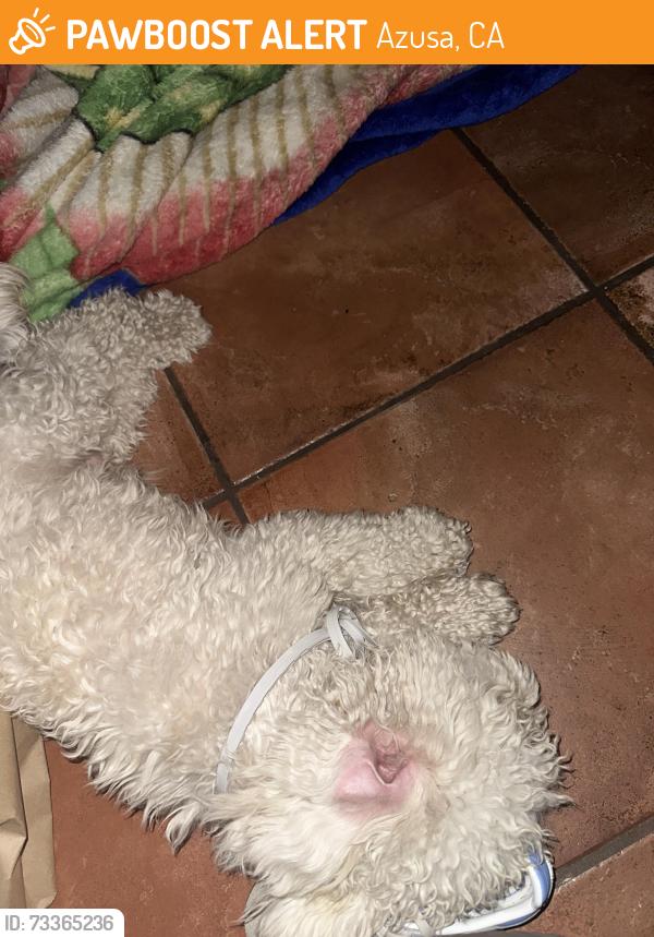Found/Stray Male Dog last seen Azusa, Azusa, CA 91702