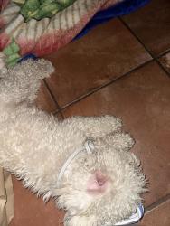 Found/Stray Male Dog last seen Azusa, Azusa, CA 91702
