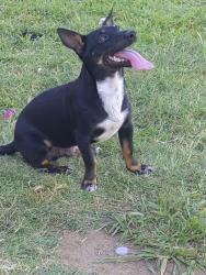 Found/Stray Male Dog last seen Blackstone and Sierra, Fresno, CA 93726