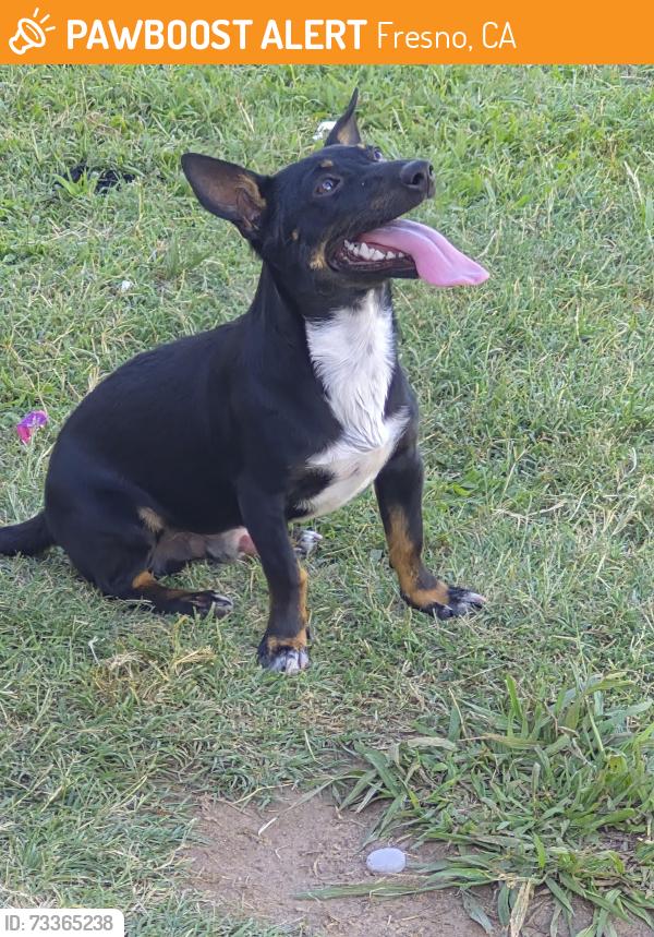 Found/Stray Male Dog last seen Blackstone and Sierra, Fresno, CA 93726