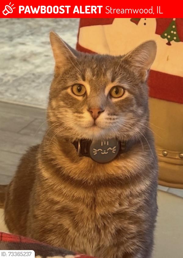 Lost Male Cat last seen Lasalle Road near Jewel-Osco, Streamwood, IL 60107