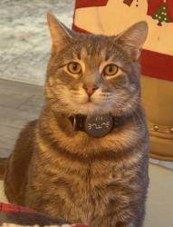 Lost Male Cat last seen Lasalle Road near Jewel-Osco, Streamwood, IL 60107