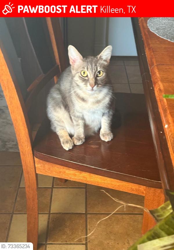 Lost Female Cat last seen Lakecrest dr, Killeen, TX 76549