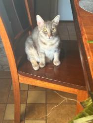 Lost Female Cat last seen Lakecrest dr, Killeen, TX 76549