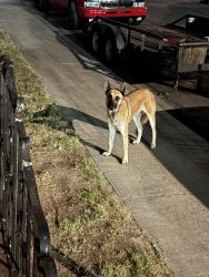 Found/Stray Unknown Dog last seen Near Pittsburgh ave San Diego ca 92114, San Diego, CA 92114
