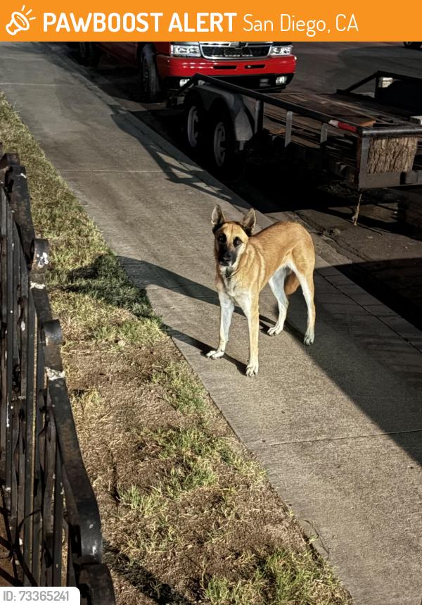 Found/Stray Unknown Dog last seen Near Pittsburgh ave San Diego ca 92114, San Diego, CA 92114