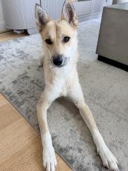 Found/Stray Female Dog last seen At Lafayette Park, Los Angeles, CA 90005