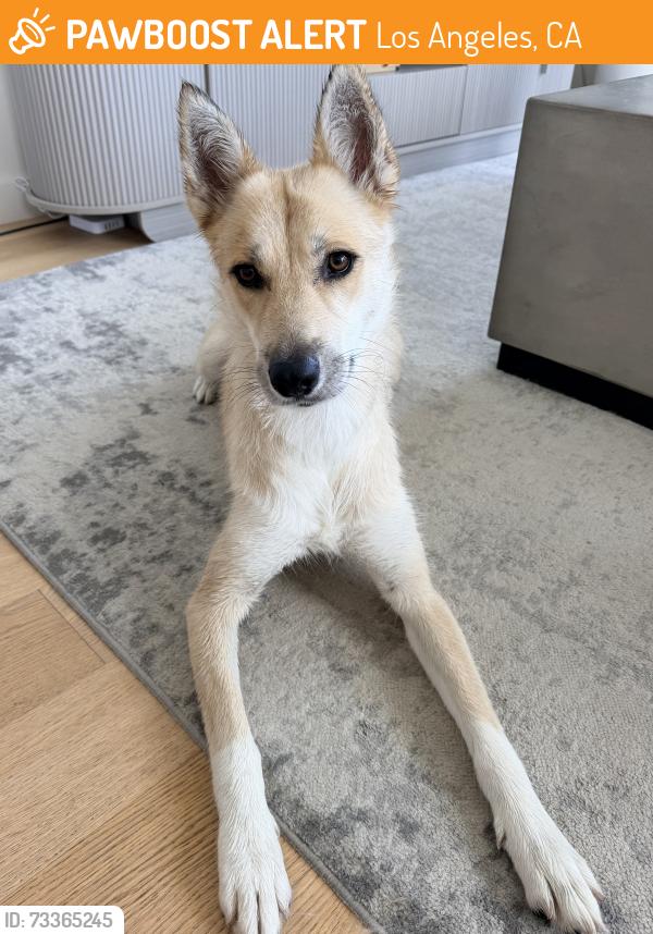 Found/Stray Female Dog last seen At Lafayette Park, Los Angeles, CA 90005