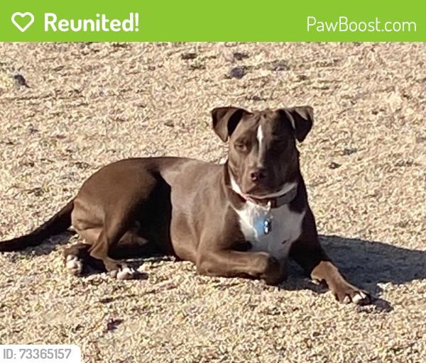 Reunited Male Dog last seen 24th Street & Carlise, Cave Creek, AZ / South of Joy Ranch Road, Cave Creek, AZ 85331