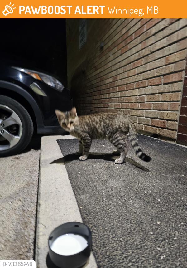 Found/Stray Unknown Cat last seen Near Edmonton, Winnipeg, MB 