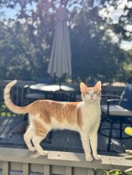 Reunited Male Cat last seen Near Still Creek Rd, Danville, Danville, CA 94506