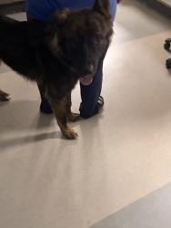 Shelter Stray Unknown Dog last seen , 14409 Vanowen St, Van Nuys, CA 91405, USA