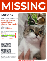 Lost Female Cat last seen Rodney Close West Croydon, Greater London, England CR0 3RX
