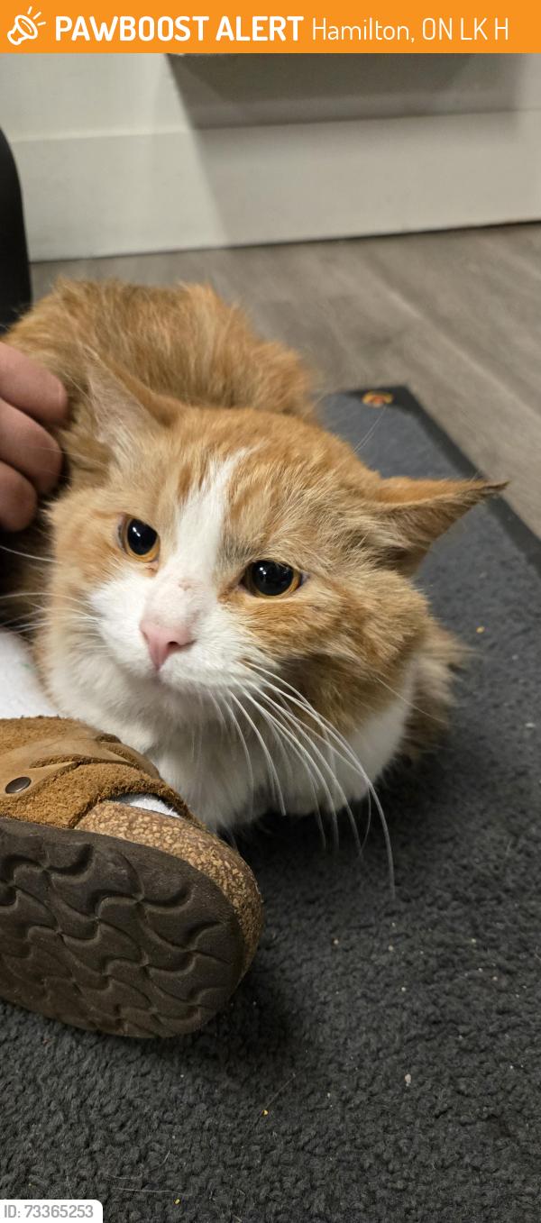 Found/Stray Unknown Cat last seen Queenston road and parkdale road, Hamilton, ON L8K 1H1