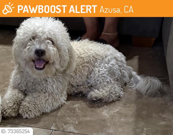 Found/Stray Male Dog last seen Azusa, Azusa, CA 91702
