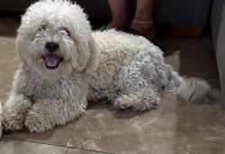 Found/Stray Male Dog last seen Azusa, Azusa, CA 91702