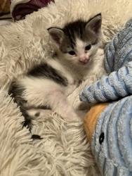 Shelter Stray Female Cat last seen Near 76TH ST, City of Sacramento, CA, 6201 Florin Perkins Rd, Sacramento, CA 95828, USA