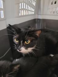 Shelter Stray Female Cat last seen Near Reading St, Folsom, CA, 6201 Florin Perkins Rd, Sacramento, CA 95828, USA