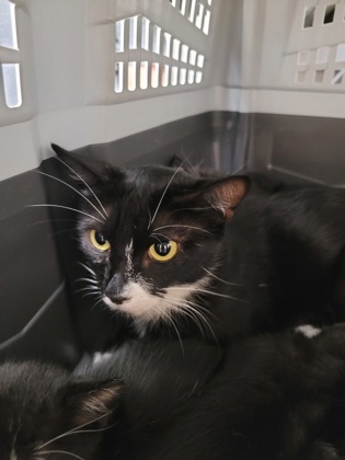 Shelter Stray Female Cat last seen Near Reading St, Folsom, CA, 6201 Florin Perkins Rd, Sacramento, CA 95828, USA