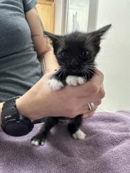 Shelter Stray Female Cat last seen Near Reading St, Folsom, CA, 6201 Florin Perkins Rd, Sacramento, CA 95828, USA