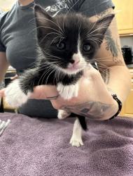Shelter Stray Female Cat last seen Near Reading St, Folsom, CA, 6201 Florin Perkins Rd, Sacramento, CA 95828, USA