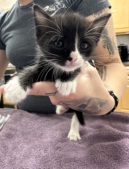 Shelter Stray Female Cat last seen Near Reading St, Folsom, CA, 6201 Florin Perkins Rd, Sacramento, CA 95828, USA