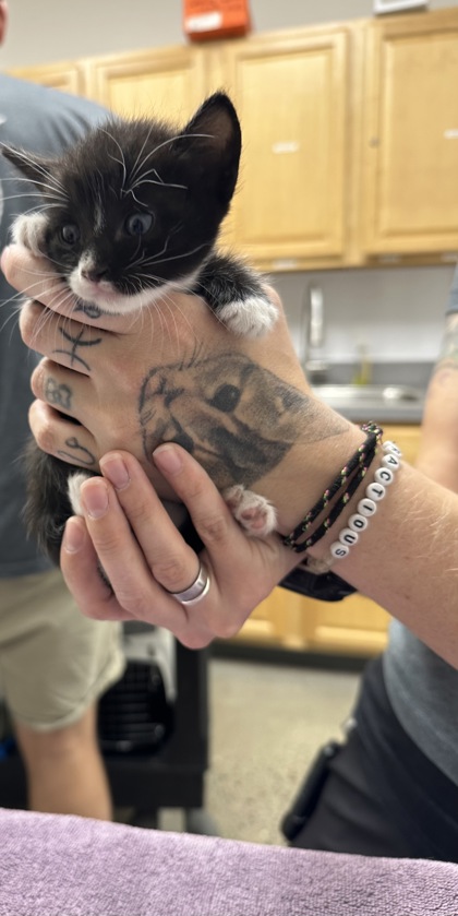 Shelter Stray Male Cat last seen Near Reading St, Folsom, CA, 6201 Florin Perkins Rd, Sacramento, CA 95828, USA