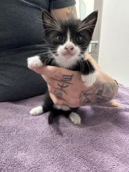 Shelter Stray Female Cat last seen Near Reading St, Folsom, CA, 6201 Florin Perkins Rd, Sacramento, CA 95828, USA