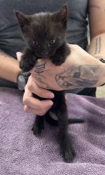 Shelter Stray Male Cat last seen Near Reading St, Folsom, CA, 6201 Florin Perkins Rd, Sacramento, CA 95828, USA