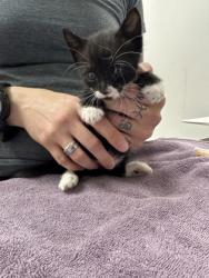 Shelter Stray Male Cat last seen Near Reading St, Folsom, CA, 6201 Florin Perkins Rd, Sacramento, CA 95828, USA