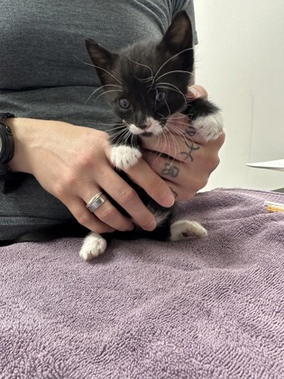Shelter Stray Male Cat last seen Near Reading St, Folsom, CA, 6201 Florin Perkins Rd, Sacramento, CA 95828, USA